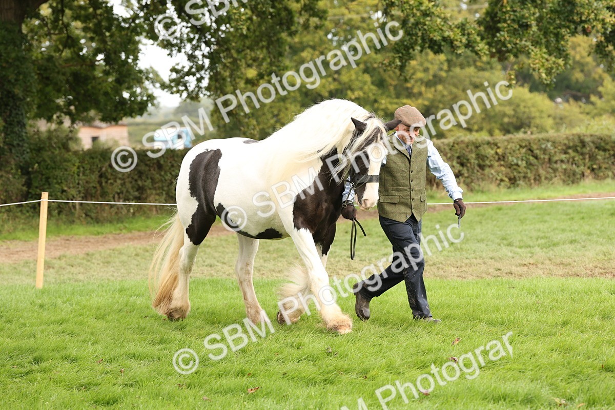 SBM_57495 - S56 - Show Cob in Hand