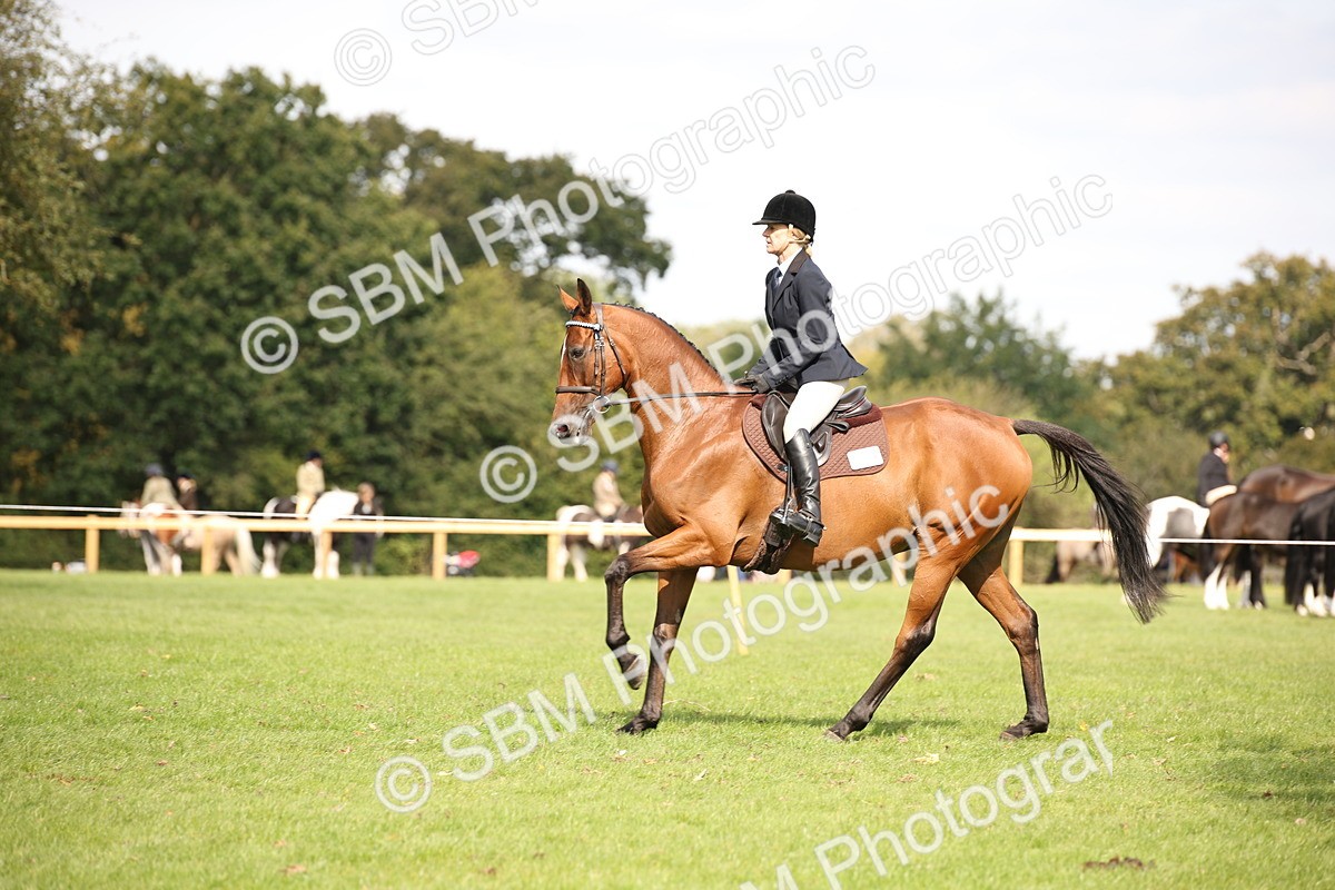 SBM_65942 - S64 - Riding Horse & Hack & Thoroughbred Ridden