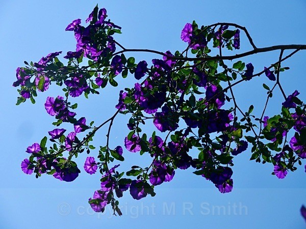  - NEW GALLERY AS A SOUTH AFRICAN RESIDENT
