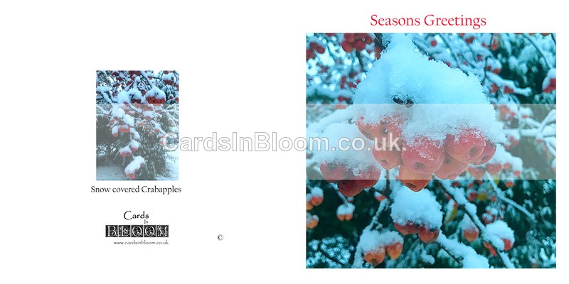 05 Snow covered crabapples - Christmas cards