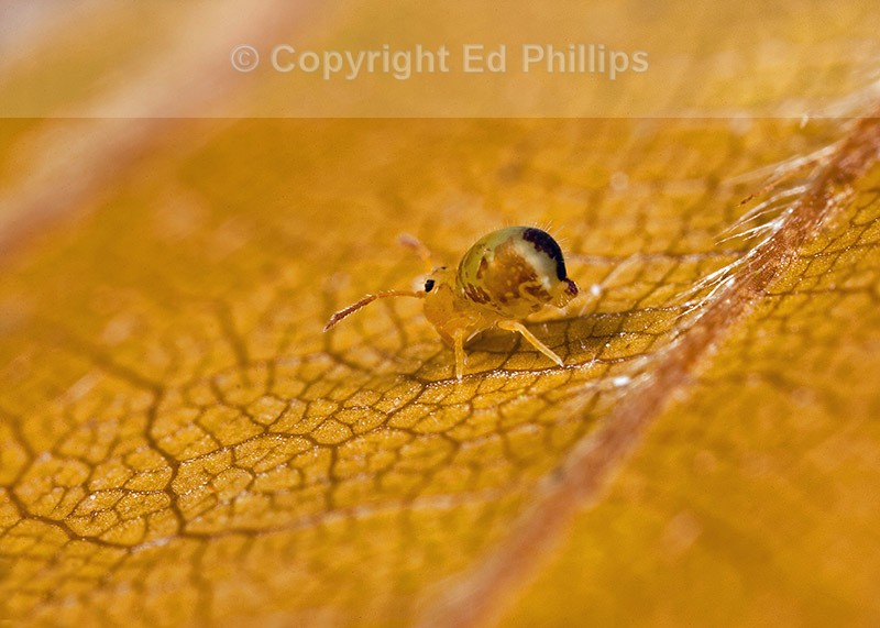 Dicyrtomina ornata