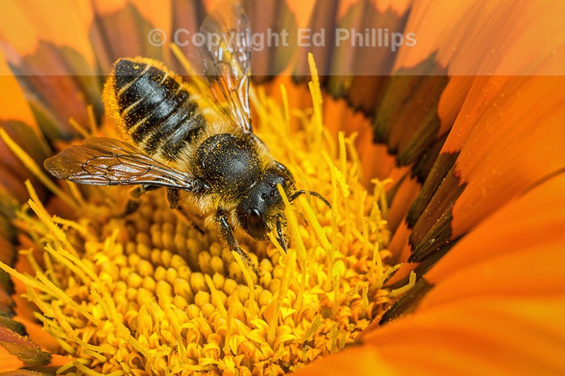Megachile centuncularis (f)