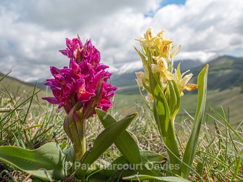 Elderflower Orchid (Dactylorhiza sambucina)  - Wild Orchids - 1