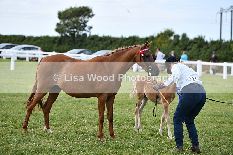 DSC_8614 - Part Bred In Hand Championship