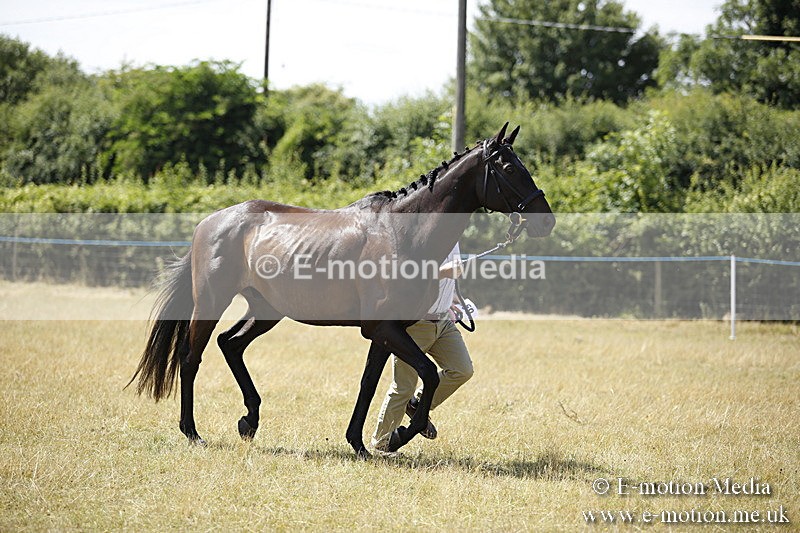 _C7A9718 - BVRC Sow 2018 Ring 2