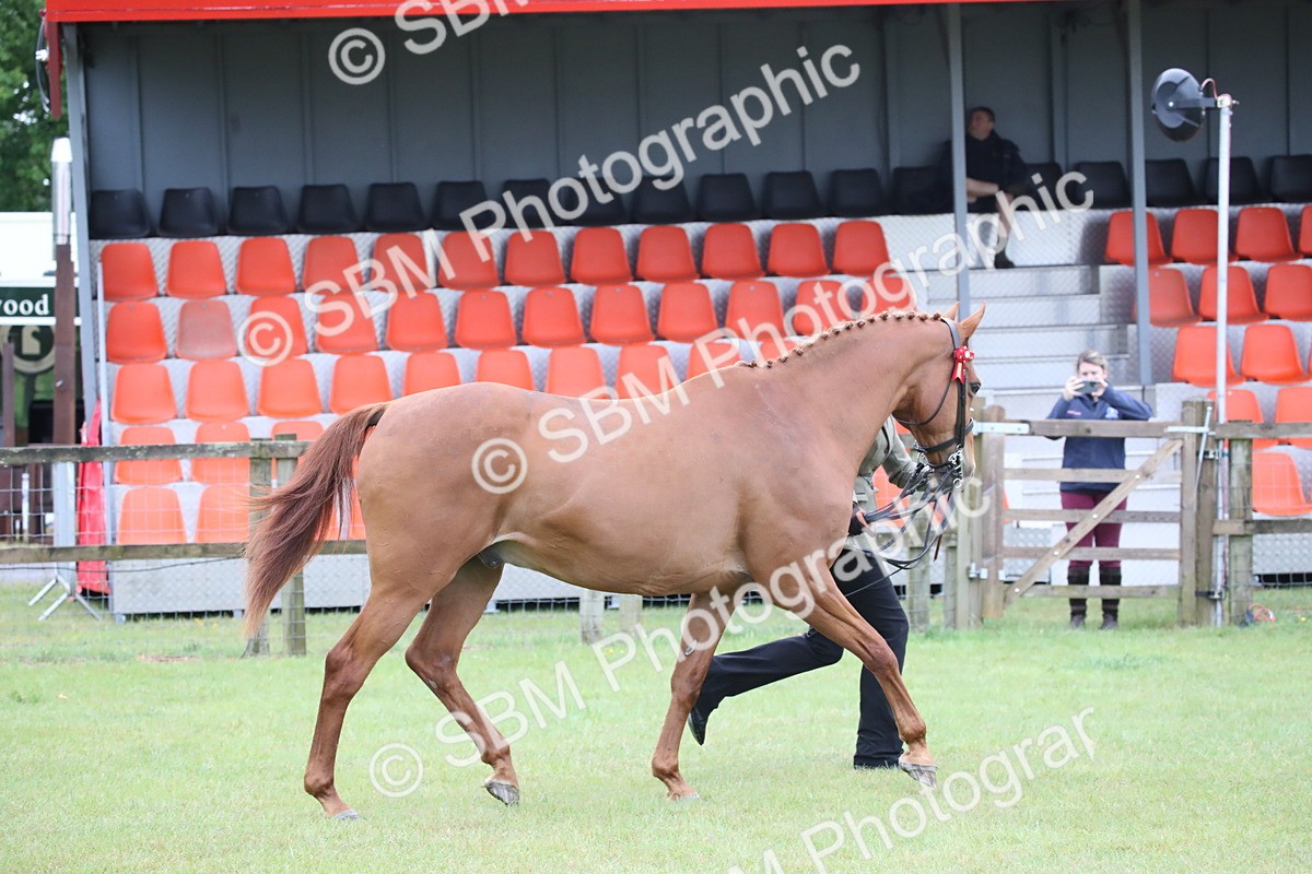 SBM_00146 - Class 17-20 - Arab & Part Bred - Anglo Arab In Hand