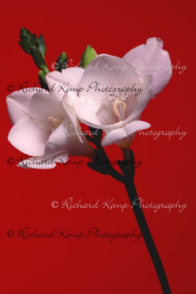 Freesia - Plants