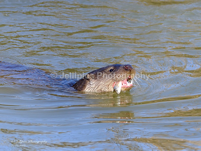  - Wildlife and Nature