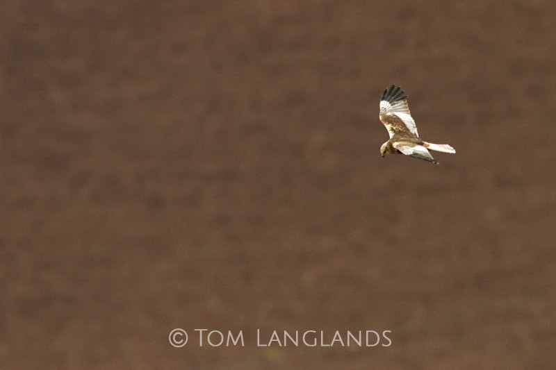 Marsh Harrier - Birds of Prey