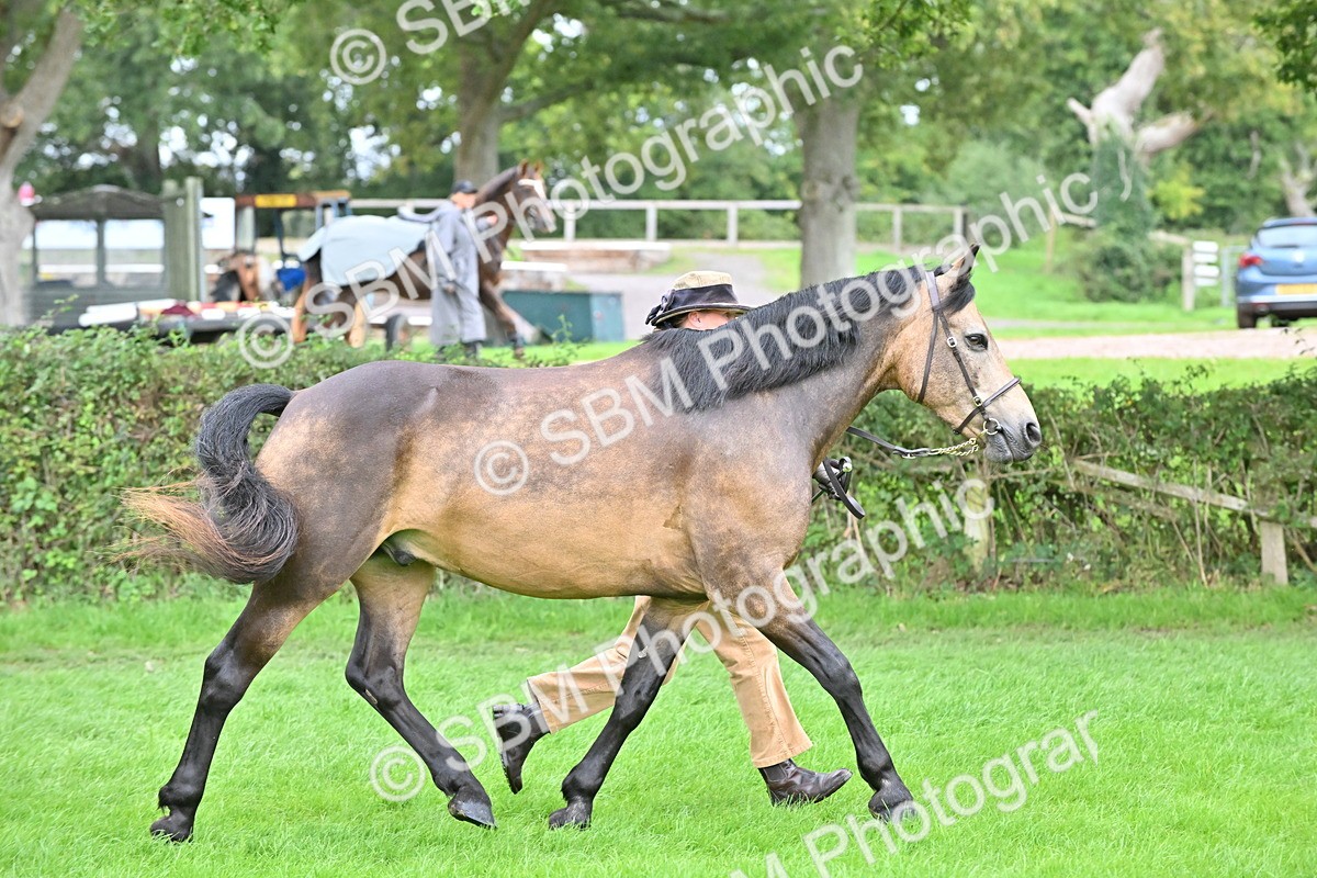 SBM_63277 - S49 - Mountain & Moorland In Hand Large Breeds