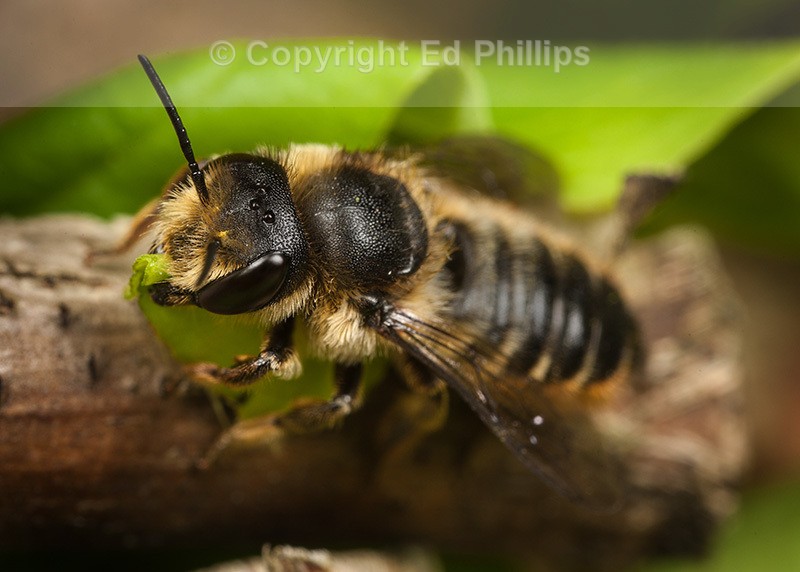 Megachile centuncularis (f)