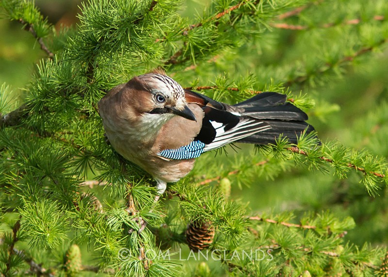Jay - All Other Birds