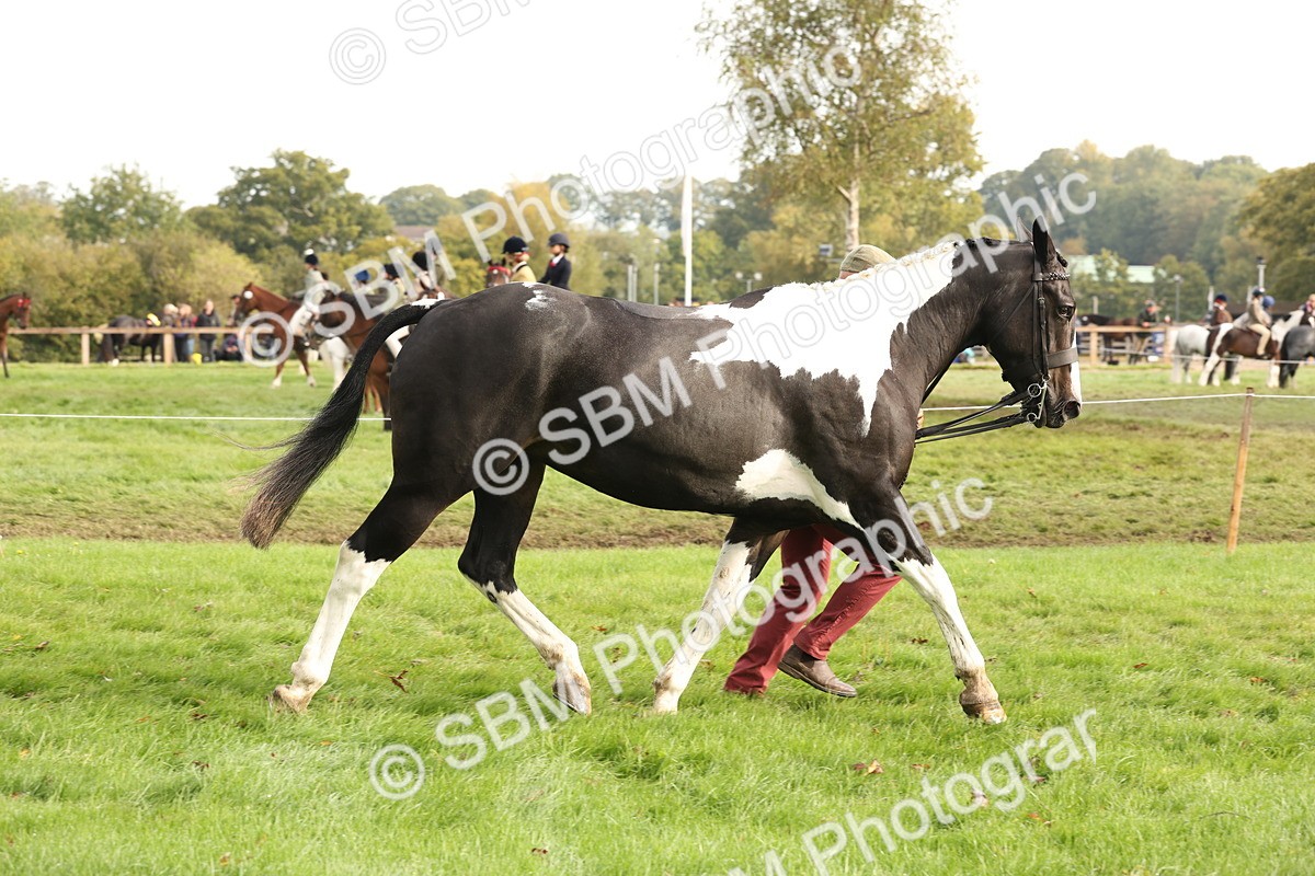SBM_56790 - S54 - Piebald & Skewbald Horse In Hand