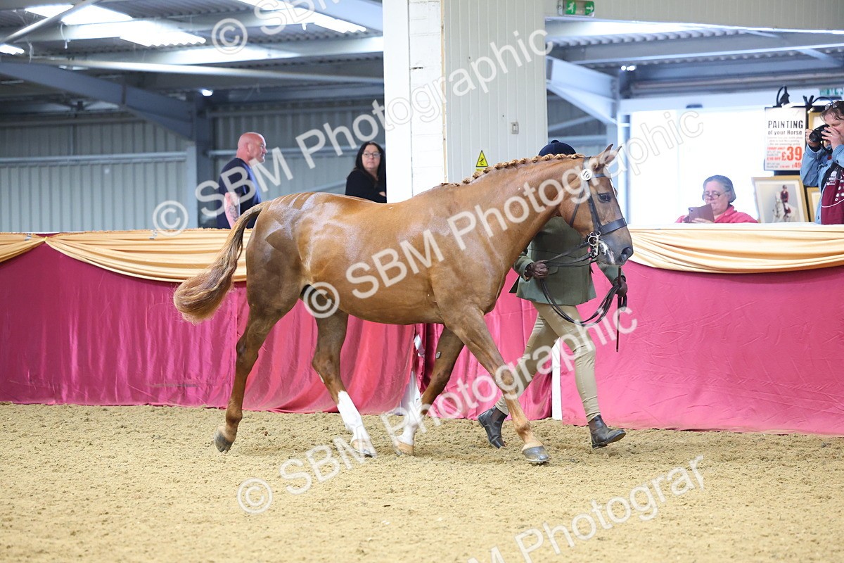 SBM_22668 - Class 903 - Supreme Final - IH Pre Vet