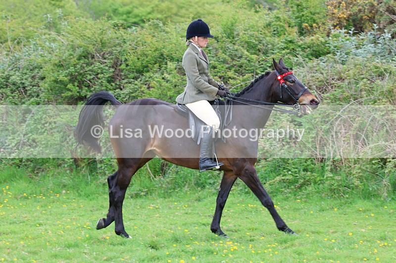 3E7A1942 - Class 10: Ridden Sports Horse