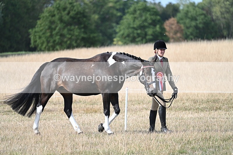WJ7_8086 - In-hand Championship
