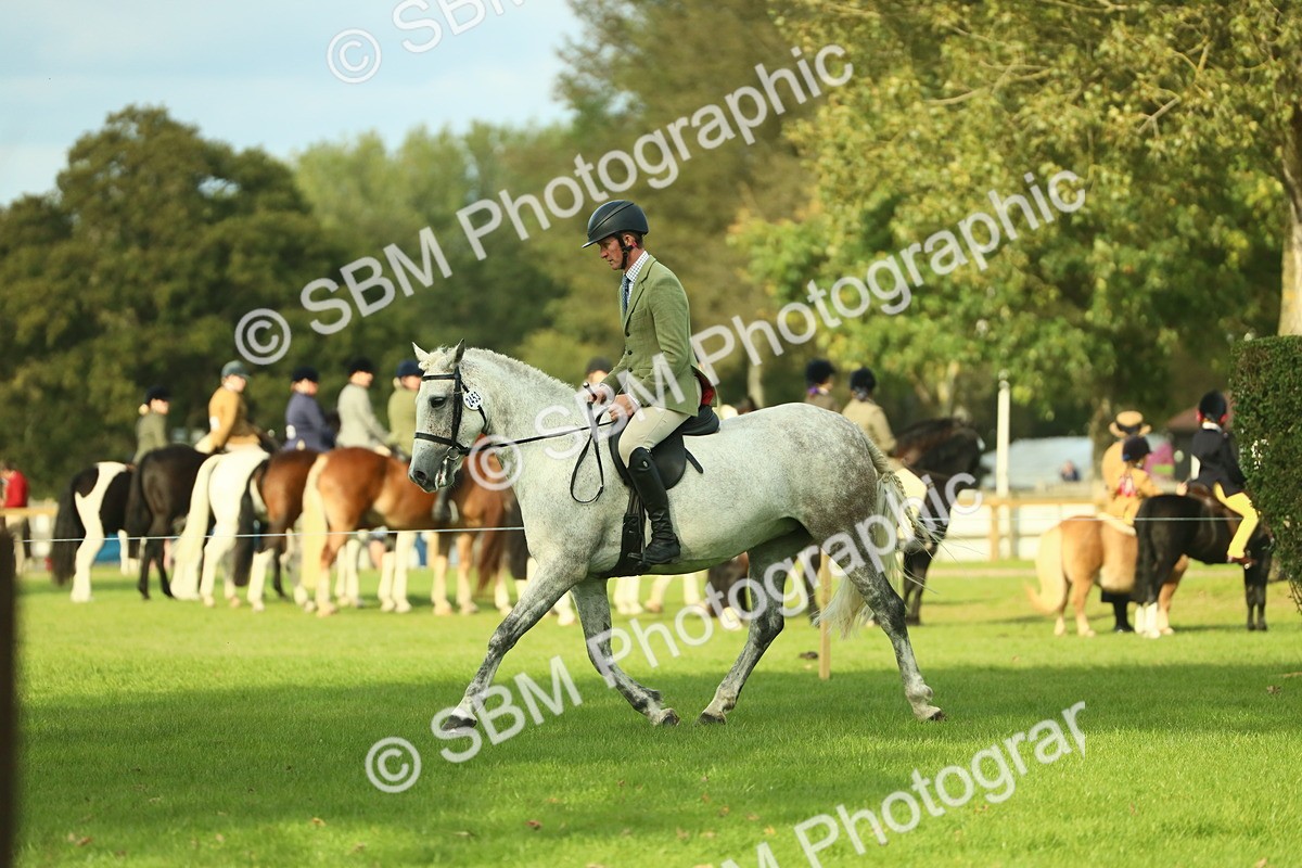 SBM_52117 - S33 - Working Hunter & Working Show Horse