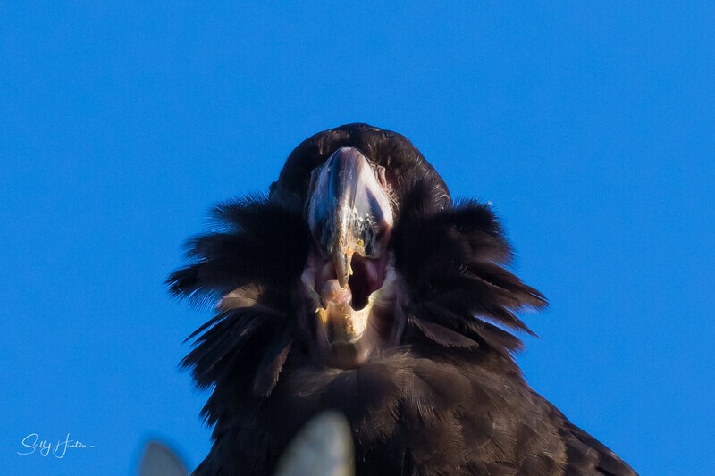 Yellow-tailed Black-cockatoo Female 2 0A3A8065 - Black Cockatoos