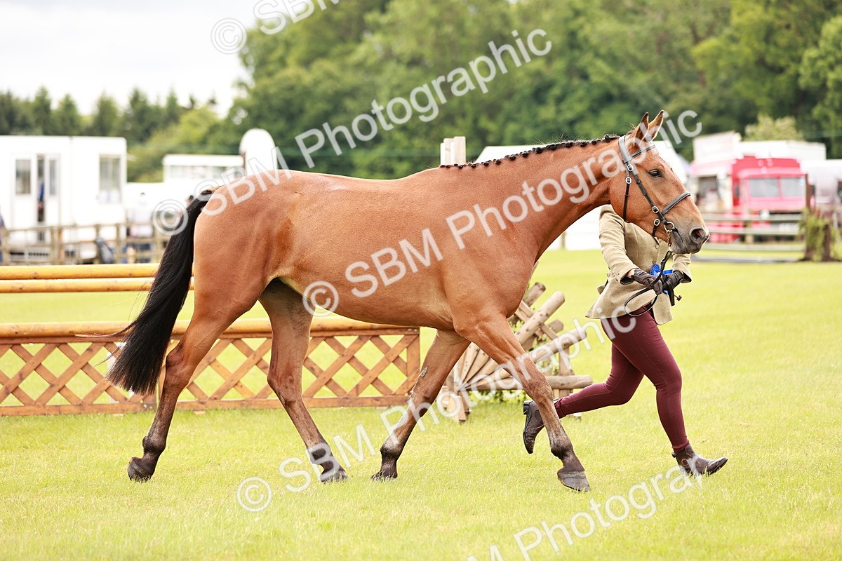 SBM_00821 - Class 26-30 Sport Horse In Hand
