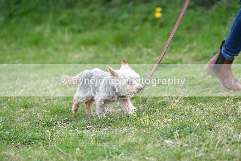 WJ5_0120 - Class 5 Best Veteran / 7 years & over