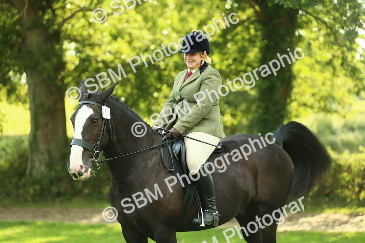 SBM_52168 - S33 - Working Hunter & Working Show Horse