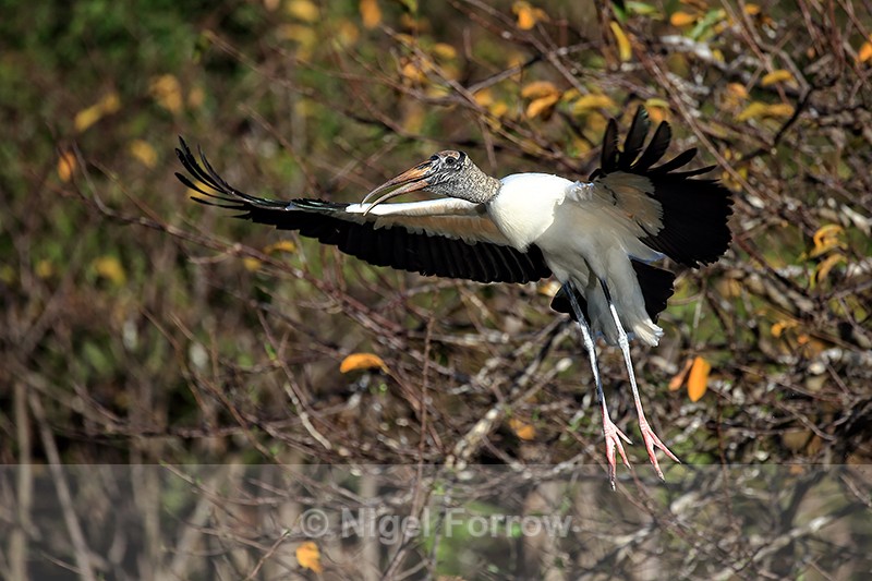 Wood Stork flying with legs dangling, Wakodahatchee Wetlands, Florida - Wood Stork