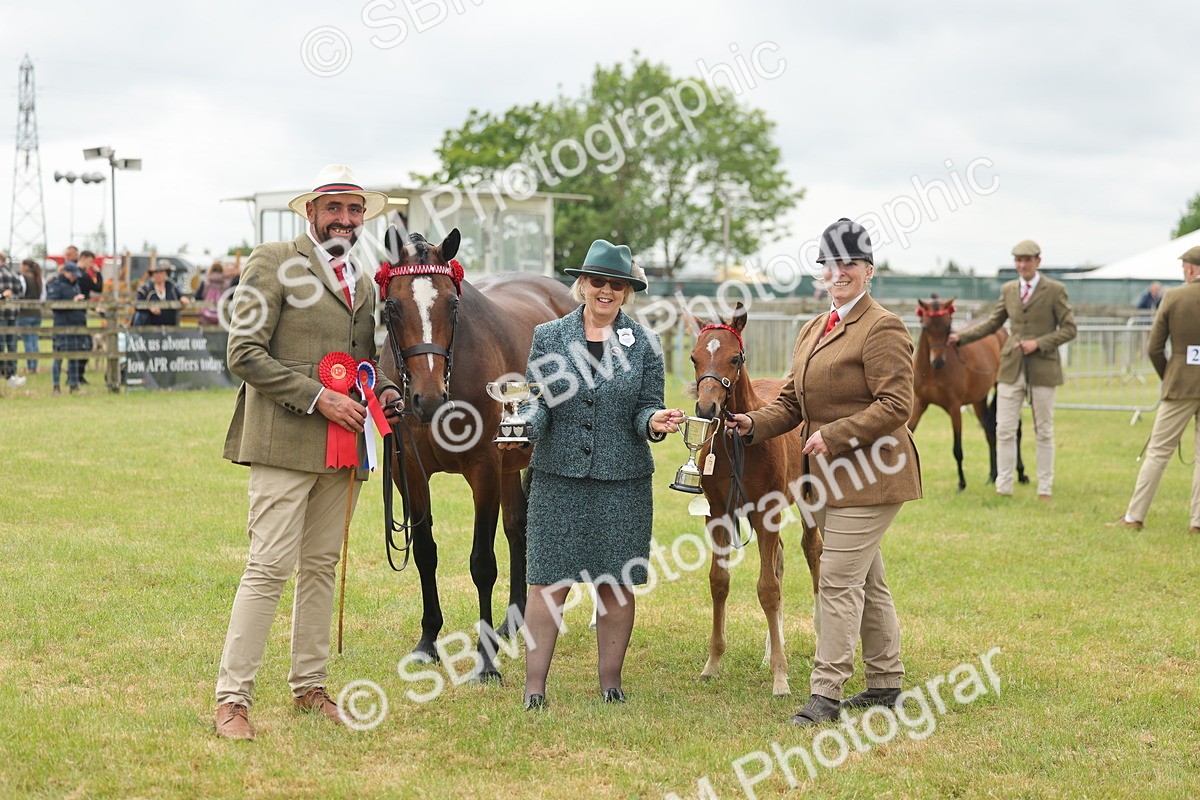 SBM_05590 - Class 68-73 - Riding Pony Breeding