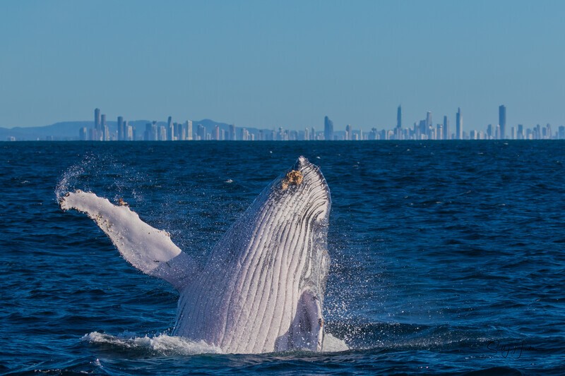 Humpback Breach Tweed Heads 3. 0A3A8669 - 2025 Whales