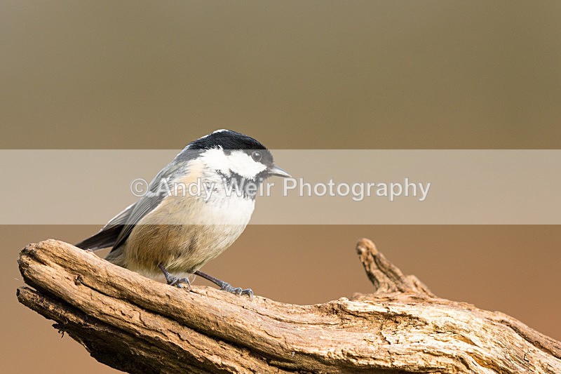 20160227-8E0A2068 - Coat Tit