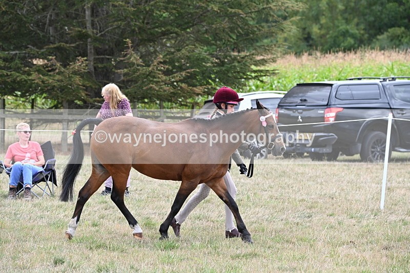 WJ6_6178 - Class 19 In-hand Veterans (Uploaded correct folder)