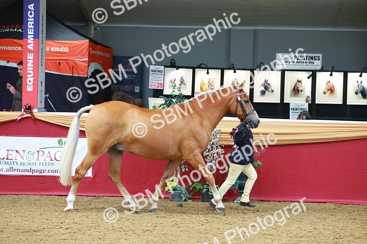 SBM_04214 - Class 9R - IH Pre-Vet