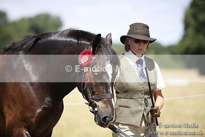 _C7A0085 - In Hand Championship BVRC Show 2018