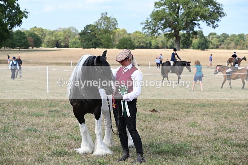 WJ6_6749 - Class 20 In-hand Cob