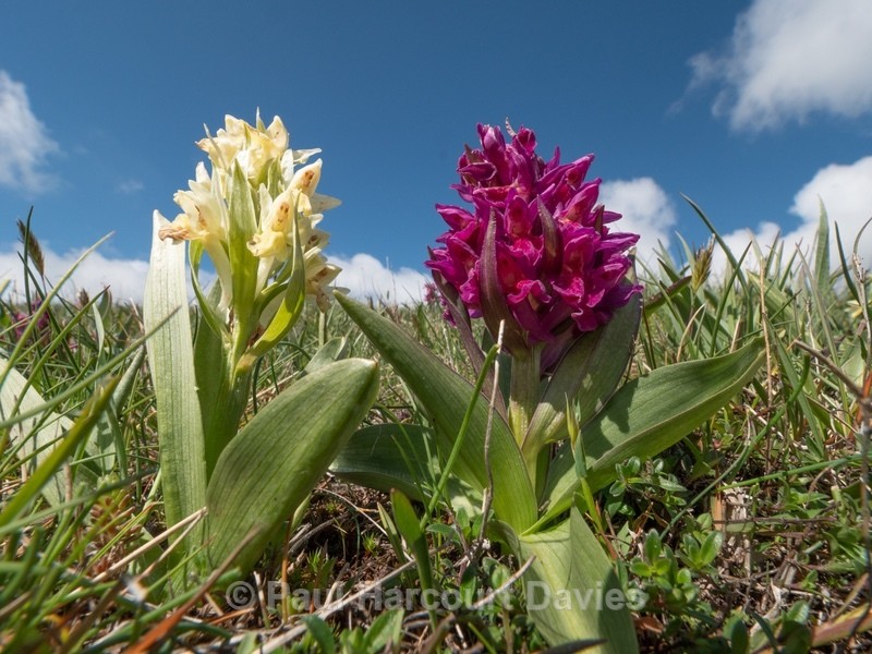 Elderflower Orchid (Dactylorhiza sambucina)  - Wild Orchids - 1