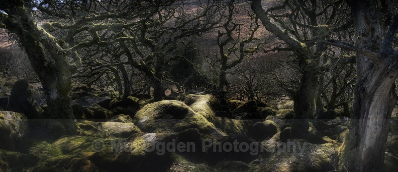 Wistmans Wood - South and Southwest