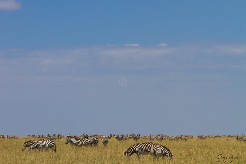 Zebra Herd on Masai Mara 3