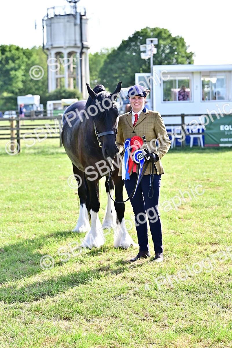 SBM_10175 - Class 63-65 - Traditional Gypsy Cobs In Hand & Ridden