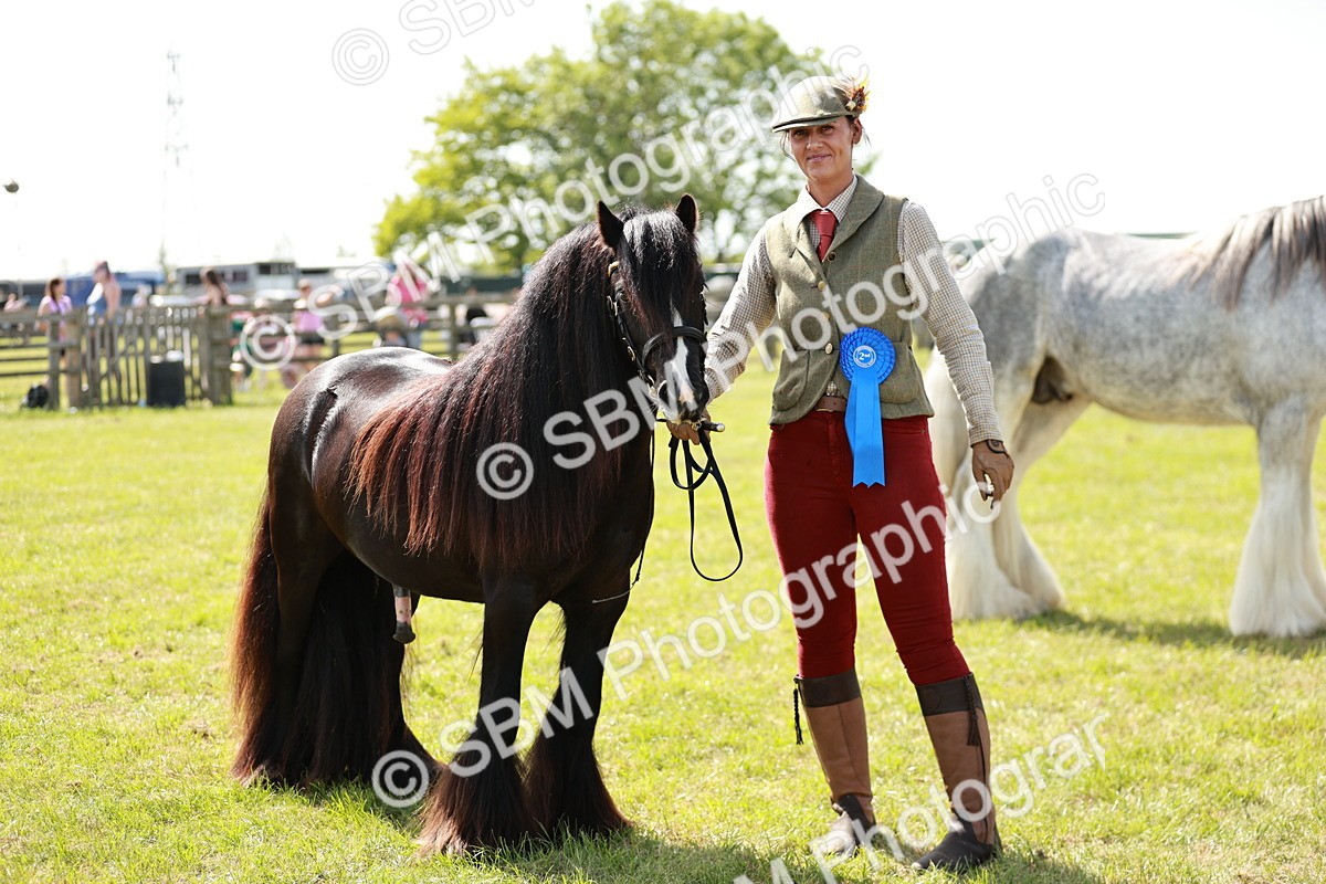 SBM_08696 - Class 63-65 - Traditional Gypsy Cobs In Hand & Ridden