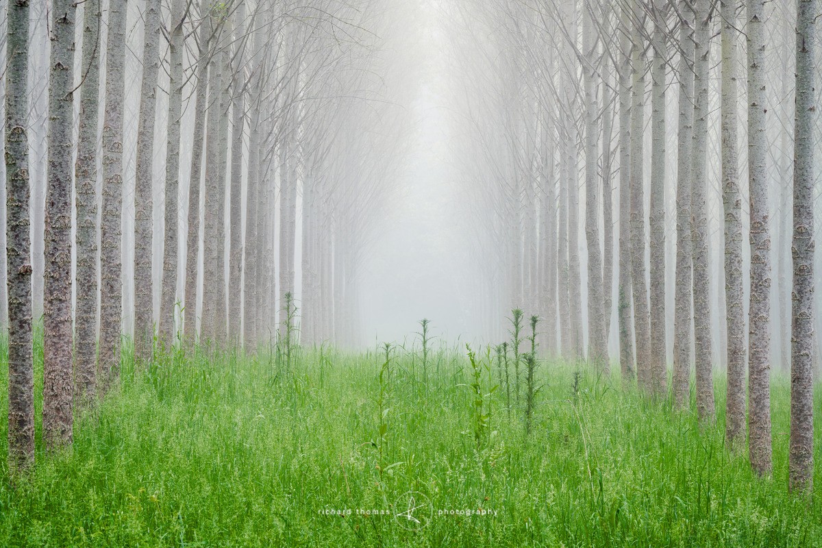 Thistles amongst Poplars - Order