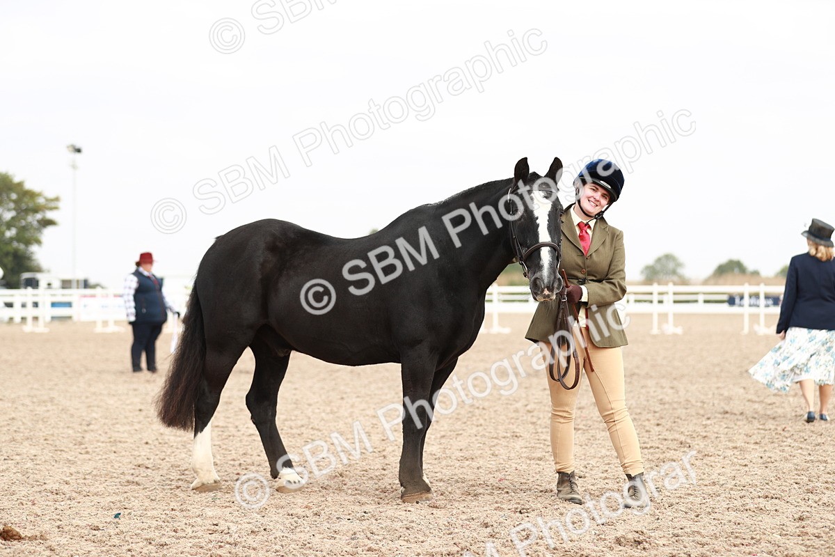 SBM_11887 - Class 206 IH Non Show Type Pony