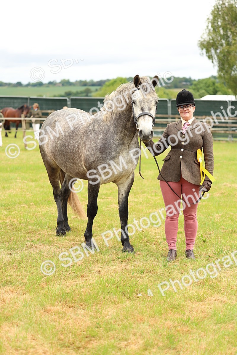 SBM_04133 - Class 64-67 - Shetland Pony In Hand