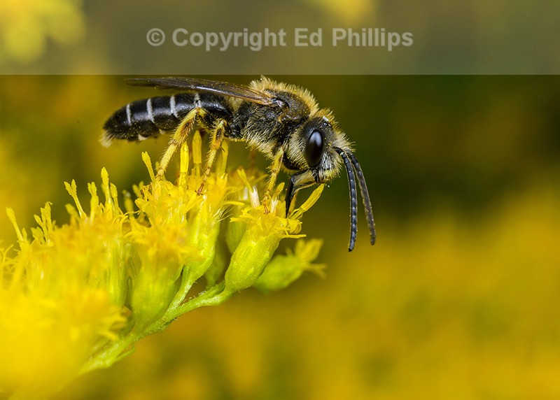Halictus rubicundus (m)