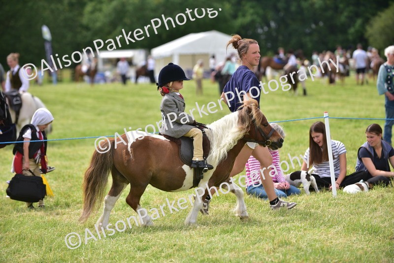 20260614-3988 - Class 16 - Handsome Gelding