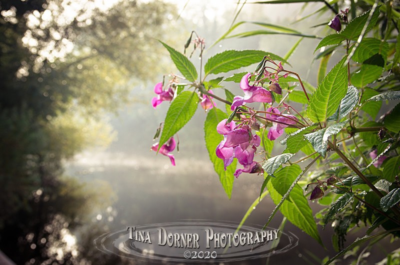  - Plants & Flowers