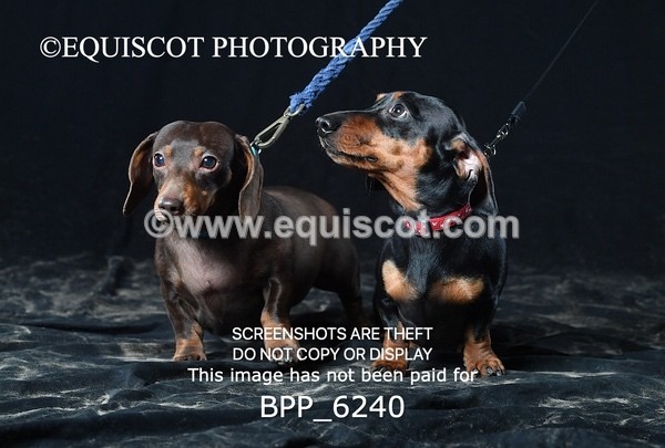 BPP_6240 - LESLEY GRANGER DOGS