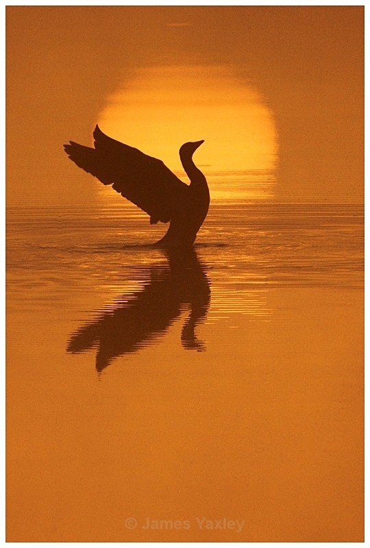 Sunrise Goose 3 - Creative