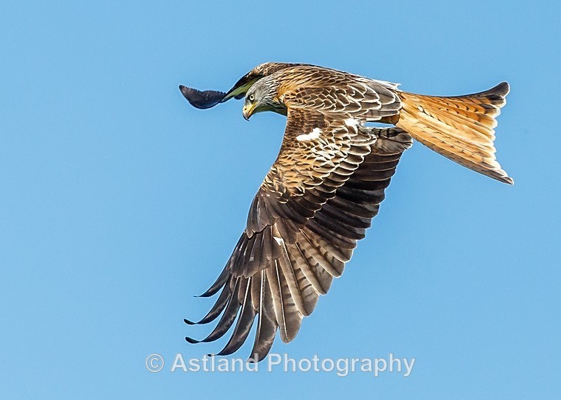 Astland Photography, Bird and Wildlife Images, Susan and Peter Wilson, U.K.