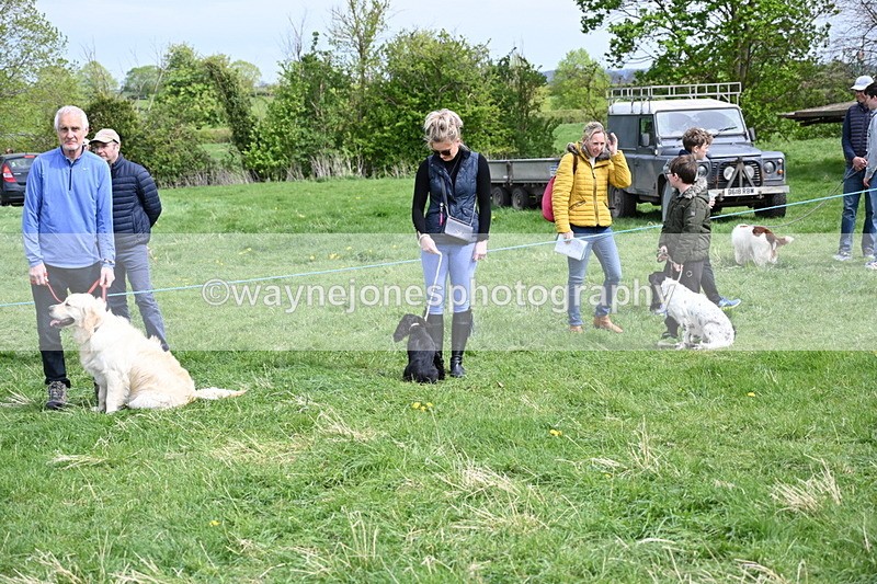 WJ6_8710 - Class 8 Best Working / Gun Dog or Bitch