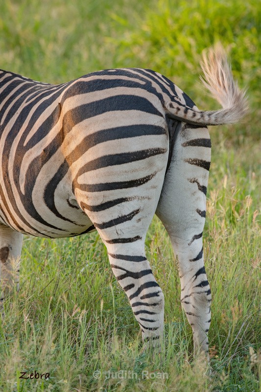  - South Africa Birds and Mammals