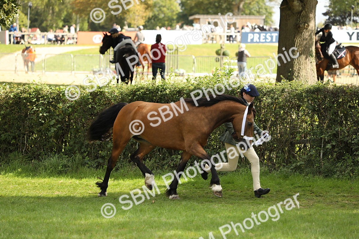 SBM_65381 - S47 - Mountain & Moorland In Hand Large Breeds